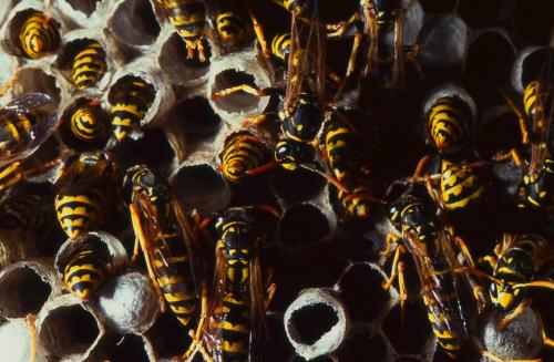 Réf. 311 980 : Polistes dominula